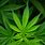 Cannabis Sativa Leaves