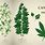 Cannabis Sativa and Indica Plant