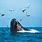 Cape Town Whales