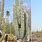 Cardon Cactus vs Saguaro