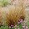 Carex Buchananii