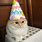 Cat Birthday Party Meme