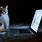 Cat Computer Screen