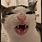 Cat Crunching Meme GIF