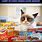 Cat Junk-Food Meme