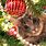 Cat On Christmas Tree