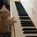 Cat Playing Piano
