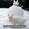 Cat Snow Meme