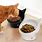 Cat Stare Food Bowl