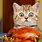 Cat Thanksgiving Dinner