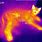Cat Thermal Imaging