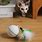 Cat Toys That Move