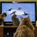 Cat in TV