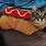 Cat in a Hot Dog On Water