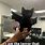 Cat with Bat Meme