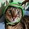Cat with Frog Hat