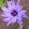 Catananche Amor Blue