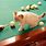 Cats Playing Pool