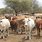 Cattle Farming in Botswana