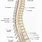 Caudal Spine