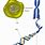 Cell Nucleus Chromosome Gene DNA