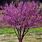 Cercis Canadensis Ace of Hearts