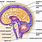 Cerebrospinal Fluid