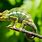 Chameleon Reptile
