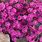 Cheddar Pink Dianthus