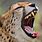 Cheetah Mouth