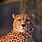 Cheetah iPhone Wallpaper