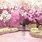 Cherry Blossom Anime Art