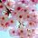 Cherry Blossoms SA Japan