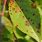 Cherry Tree Leaf Disease