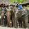 Chiang Mai Elephant Camp