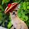 Chihuahua Sombrero
