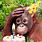 Chimpanzee Birthday