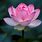 Chinese Lotus Flower