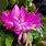 Christmas Cactus Care Bloom