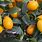 Citrus Dwarf Fruit Trees
