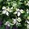 Clematis Alba Luxurians