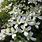 Clematis White Flowers