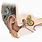 Cochlear Ear