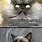 Colonel Meow vs Grumpy Cat