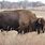 Colorado Native Animals