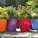 Colored Flower Pots