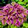 Colored Hosta Plants