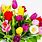 Colorful Flowers with White Background