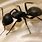 Common Black Ant