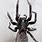 Common Black House Spider